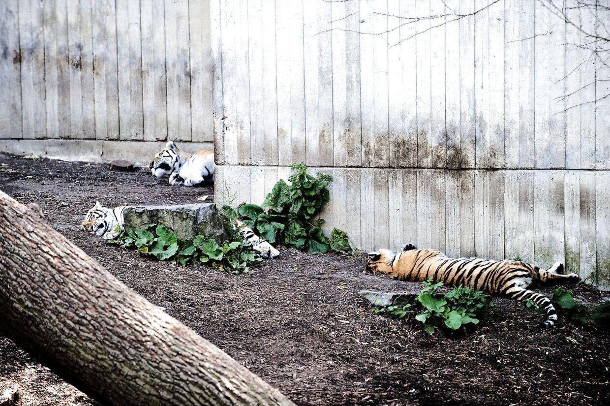 Tigrene i Københavns Zoo.