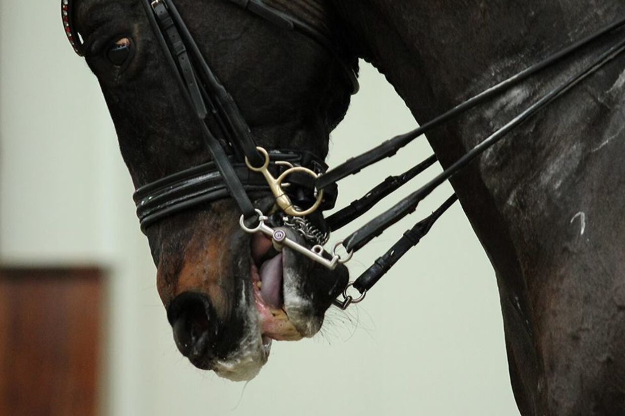 Hestens blå tunge skyldes for stort brug af det hovedtøj, der hedder et kandarbid, og som bruges til heste i dressurkonkurrencer. Det består af to bid, der sidder i hver sine kindstykker, og som har hver sin tøjle.