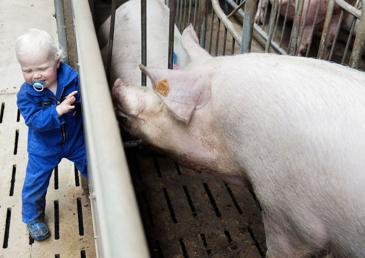 Theis Henke på halvandet år hjælper med svineproduktionen.