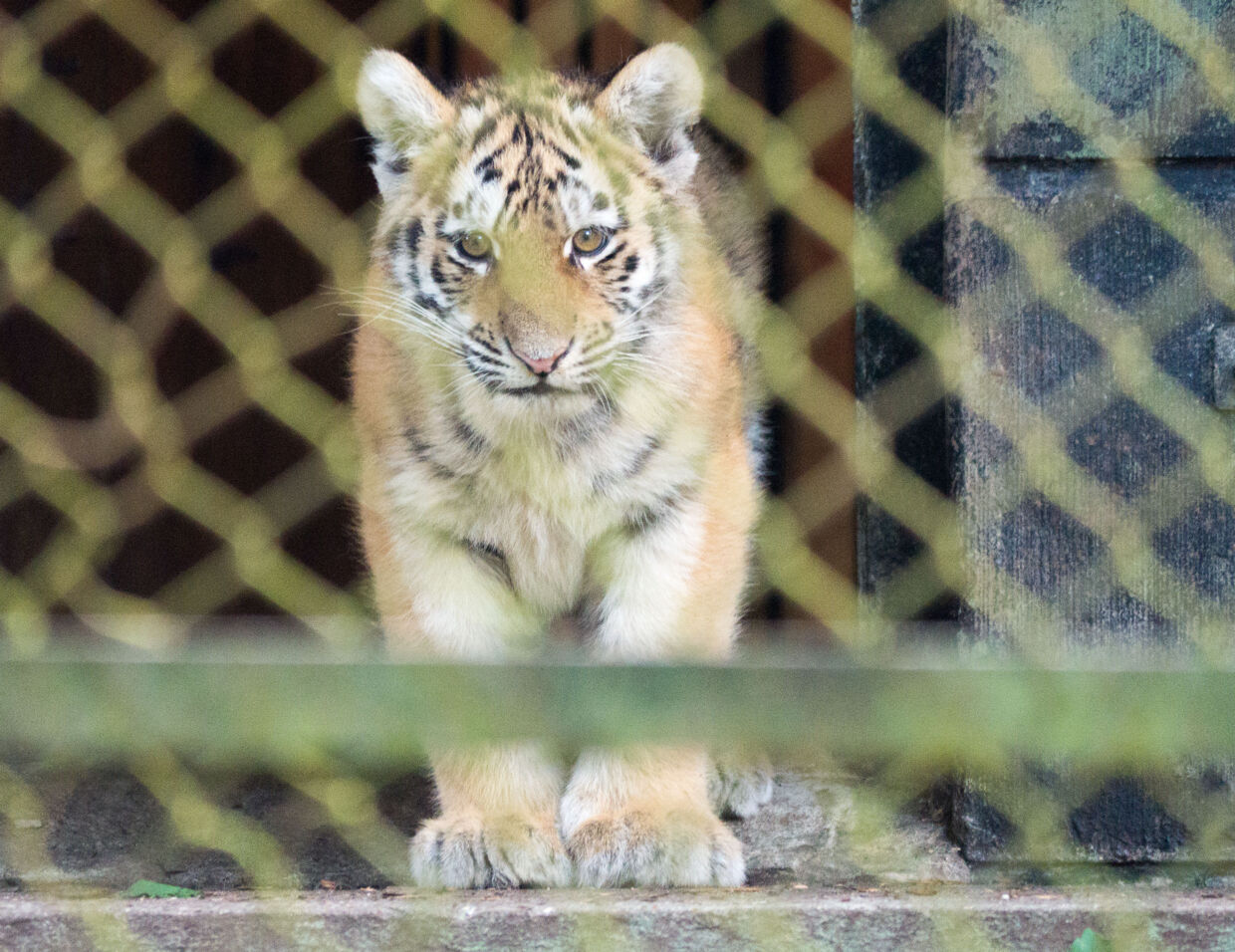 Knuthenborg Safaripark har endelig fundet navne til deres to tigerkillinger.