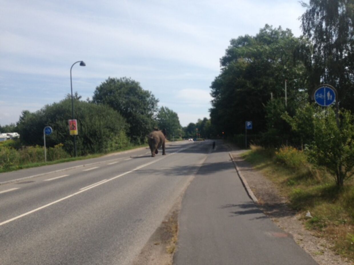 En af de tre elefanter fra Cirkus Arena ses her i fuld firspring ned af en vej i Vedbæk.
