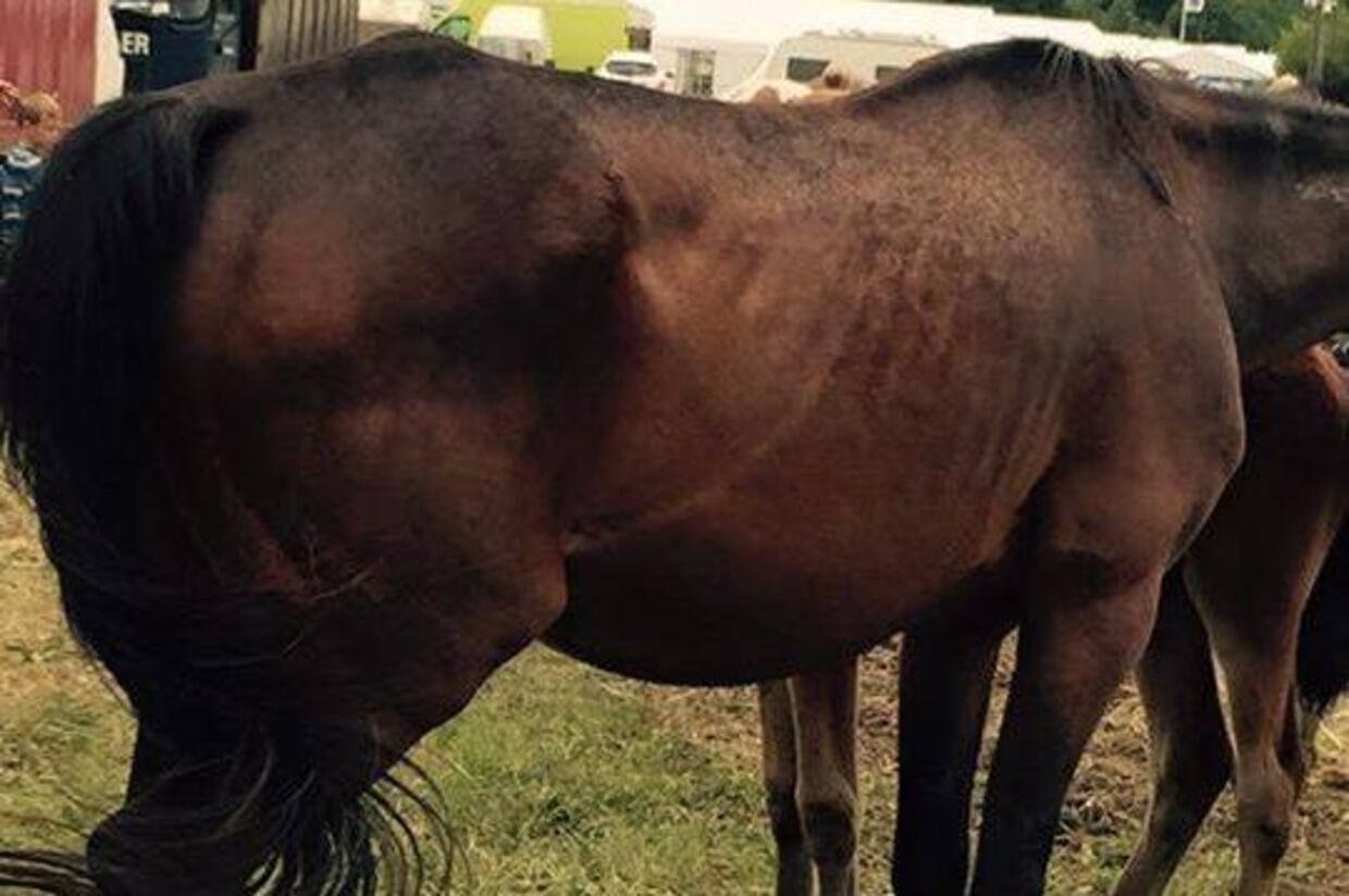Jeanette Mikkelsen har taget flere billeder af vanrøgtede heste på Vorbasse Marked og lagde dem på Facebook. Hun har også politianmeldt embedsdyrlægen fra markedet for forsømmelse. (Foto: privat)