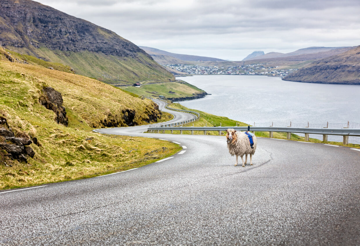 Der er omkring 80.000 får på Færøernes 18 øer.