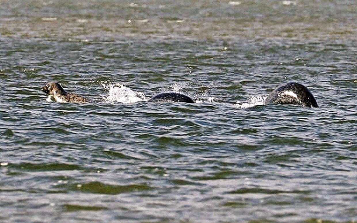 BTINTERN - A whisky warehouse worker has taken this picture of one of the most convincing Loch Ness Monster sightings to date. See SWNS story SWNESSIE; Amateur photographer Ian Bremner, 58, was driving around the Highlands in search of red deer - but stumbled instead across the remarkable sight of what appears to be Nessie swimming in the calm waters of Loch Ness. The dad-of-four spends most of his weekends in the region taking photographs of the stunning natural beauty. But it was not until he got back to his home in Nigg, Invergordon, that he noticed three humps emerging from the water which he thinks could be the elusive monster.